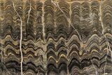 Polished Stromatolite (Greysonia) Slab - Bolivia #241744-1